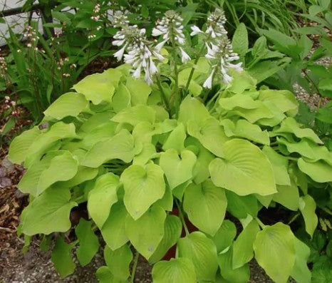 Hosta Birchwood Parky's gold