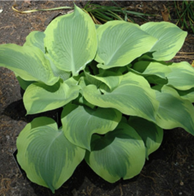 Hosta Climax