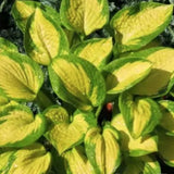 Hosta Little Sunspot
