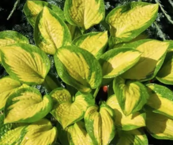 Hosta Little Sunspot