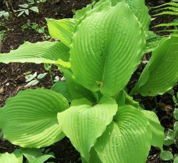 Hosta Jimmy Crack Corn
