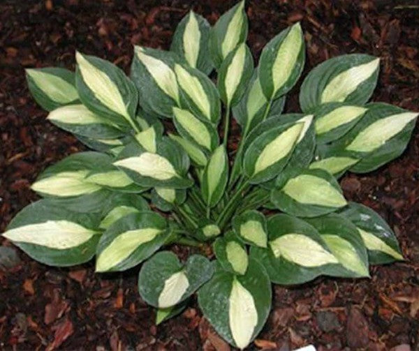 Hosta Gypsy rose