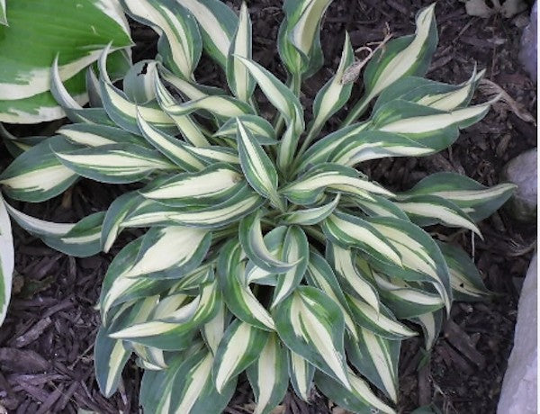 Hosta Little Treasure