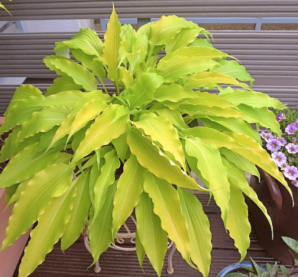 Hosta Frisian Pride