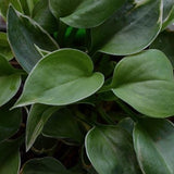 Hosta Dew Drop