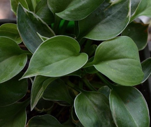 Hosta Dew Drop