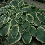 Hosta Mildred Seaver