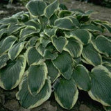 Hosta Mildred Seaver