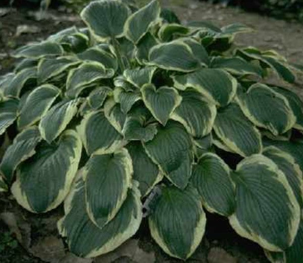 Hosta Mildred Seaver