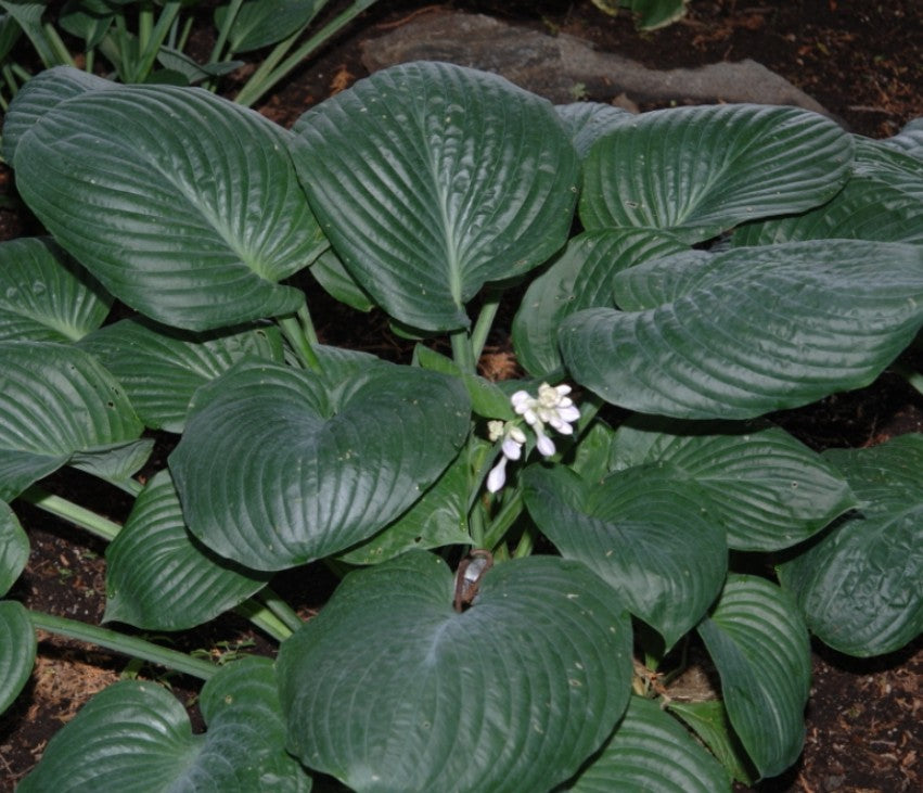Hosta Blue Umbrellas