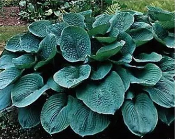 Hosta Bressingham Blue