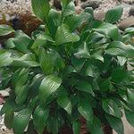 Hosta Clausa normalis