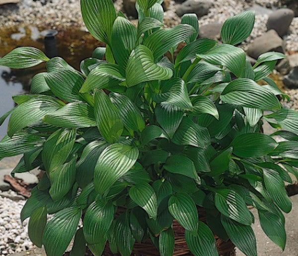 Hosta Clausa normalis