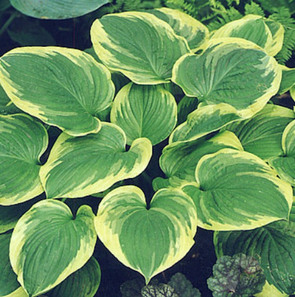 Hosta El Capitan