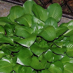 Hosta Joseph