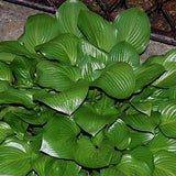 Hosta Joseph