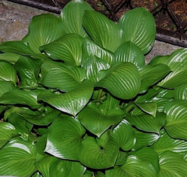 Hosta Joseph