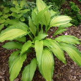 Hosta Spritzer