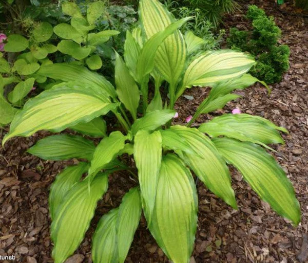 Hosta Spritzer