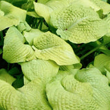 Hosta Piedmont Gold