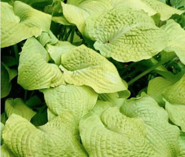 Hosta Piedmont Gold