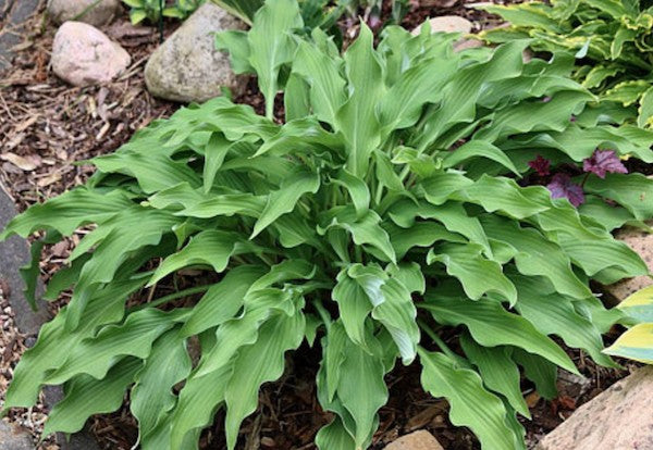 Hosta Pineapple poll
