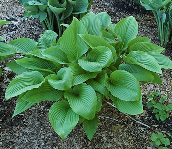 Hosta Sieboldiana
