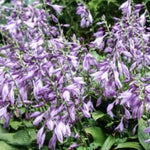 Hosta Aoki