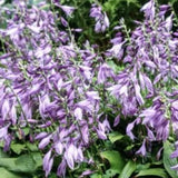 Hosta Aoki