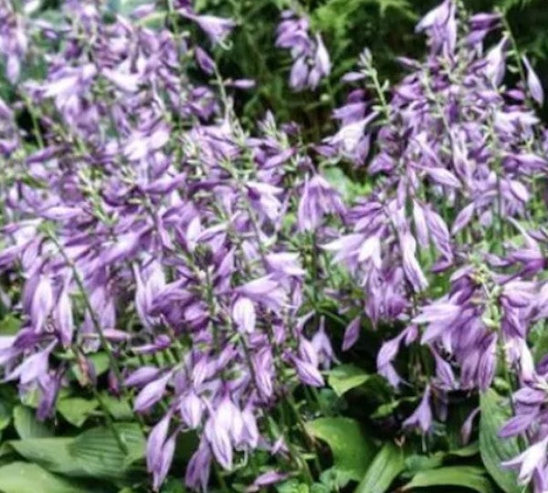 Hosta Aoki