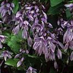 Hosta Aoki