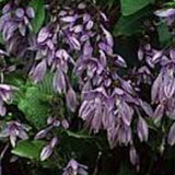 Hosta Aoki