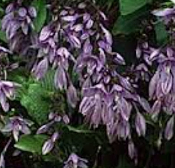 Hosta Aoki