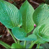 Hosta Aoki