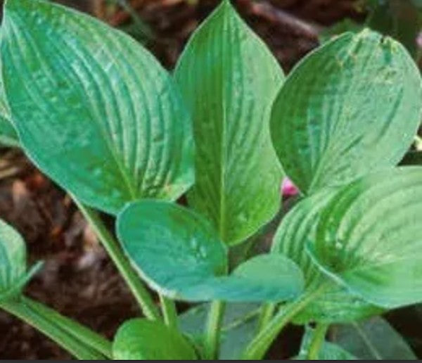 Hosta Aoki