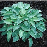 HOSTA POPO