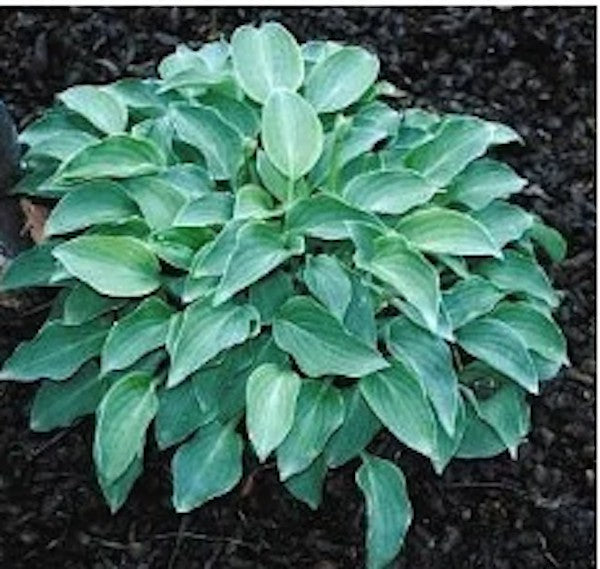 HOSTA POPO