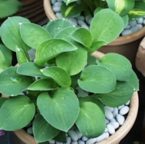 Hosta Baby Butting