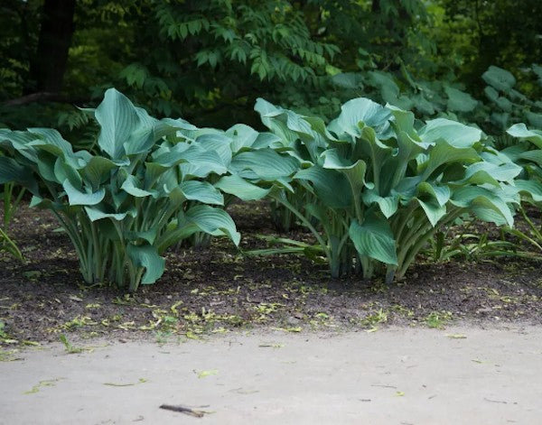 Hosta Krossa Regal
