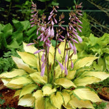 Hosta Lady Guinevere in vaso
