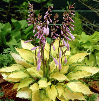 Hosta Lady Guinevere in vaso