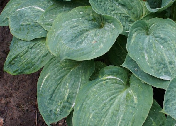 Hosta Spilt milk