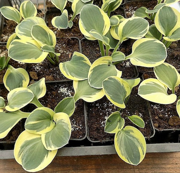 Hosta Lucky Mouse