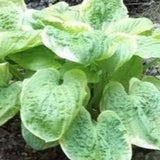 Hosta Spellbound