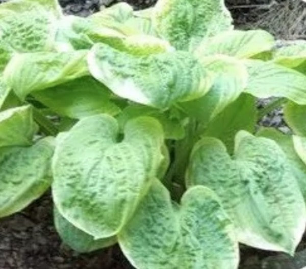 Hosta Spellbound