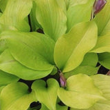 Hosta Tickle Me Pink