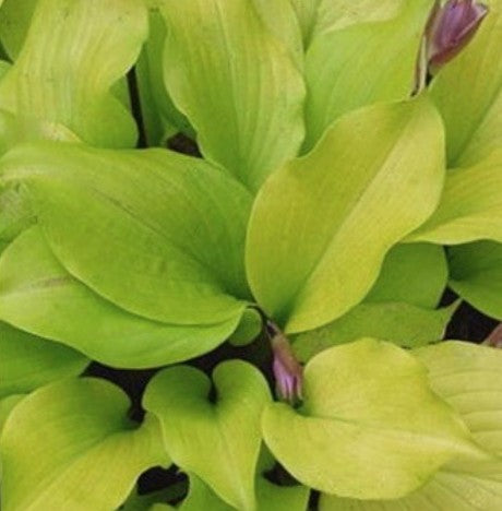 Hosta Tickle Me Pink