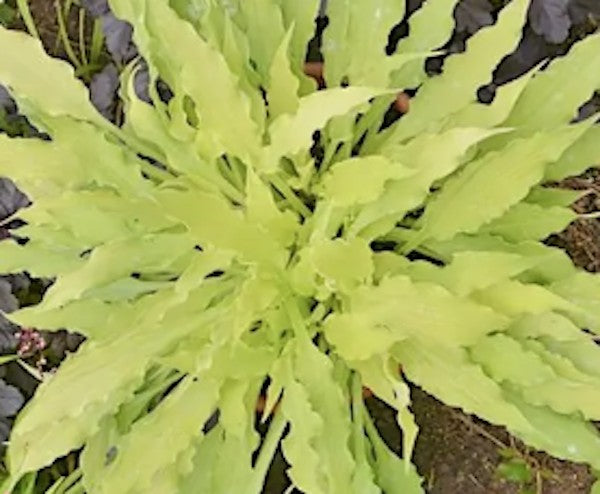 Hosta Friends