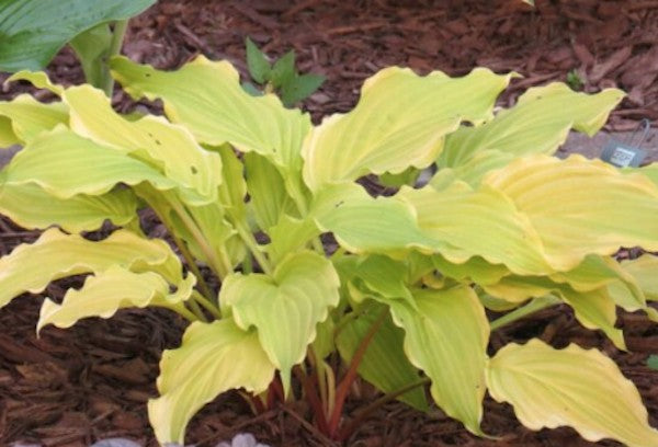 Hosta Gila River