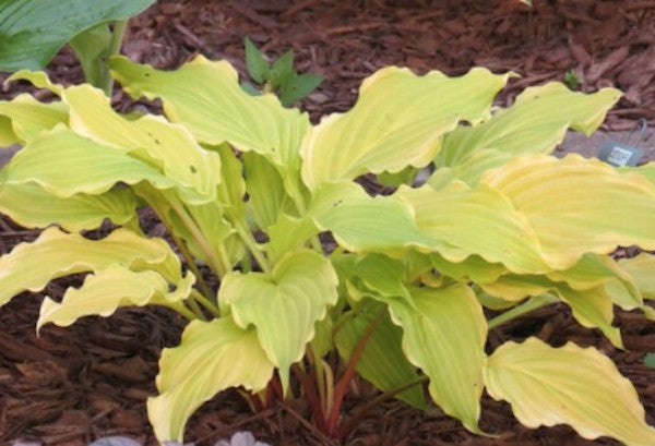 Hosta Gila River
